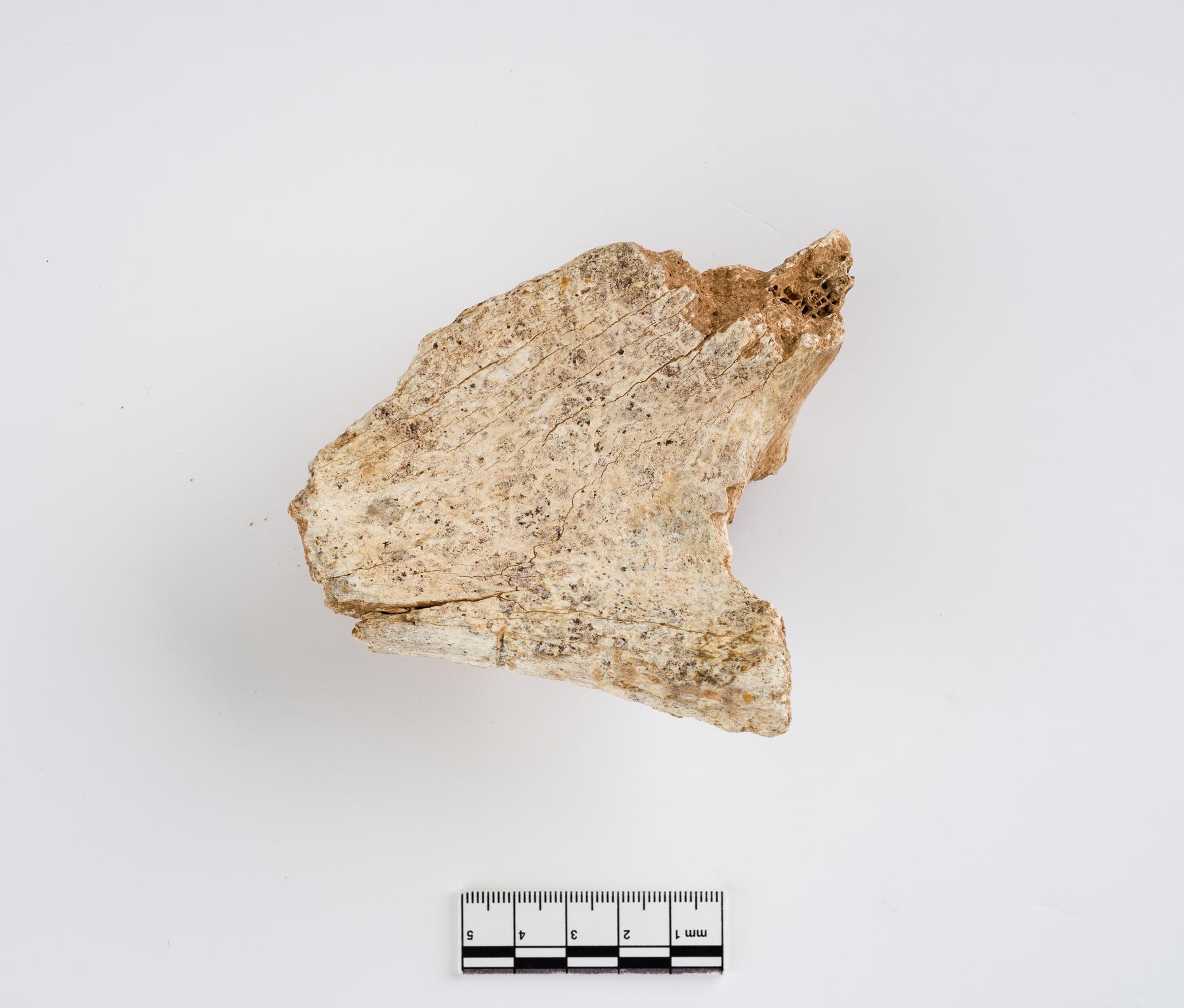 Pleistocene horse bone