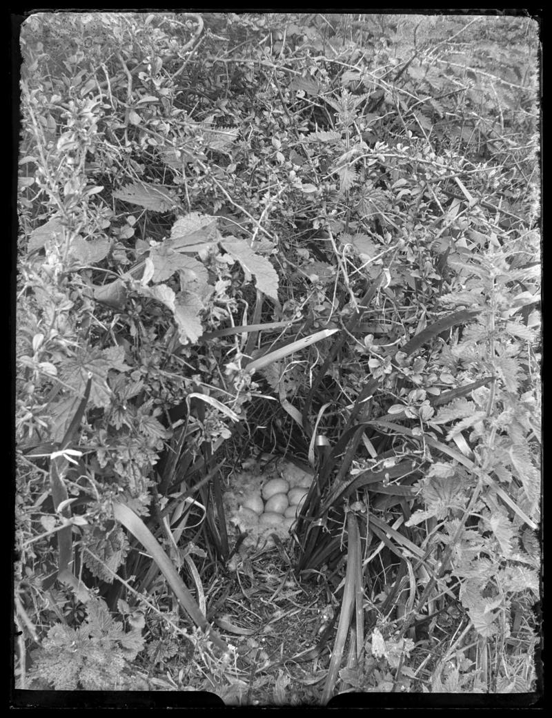 Shelduck nest, glass negative