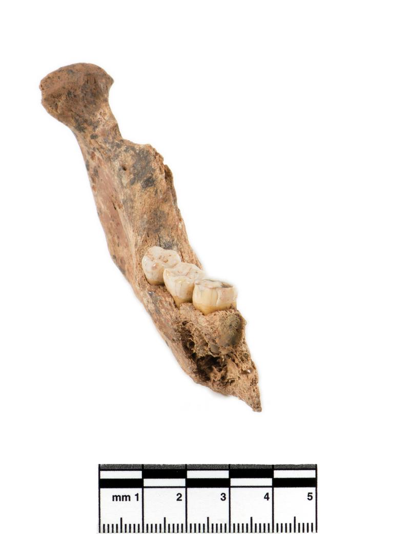 Neolithic human remains