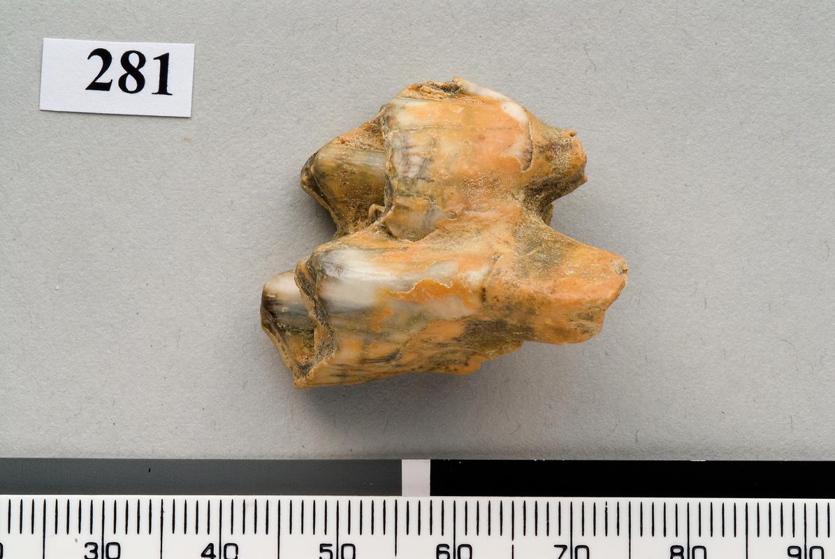 Pleistocene bovid tooth . Pontnewydd Cave