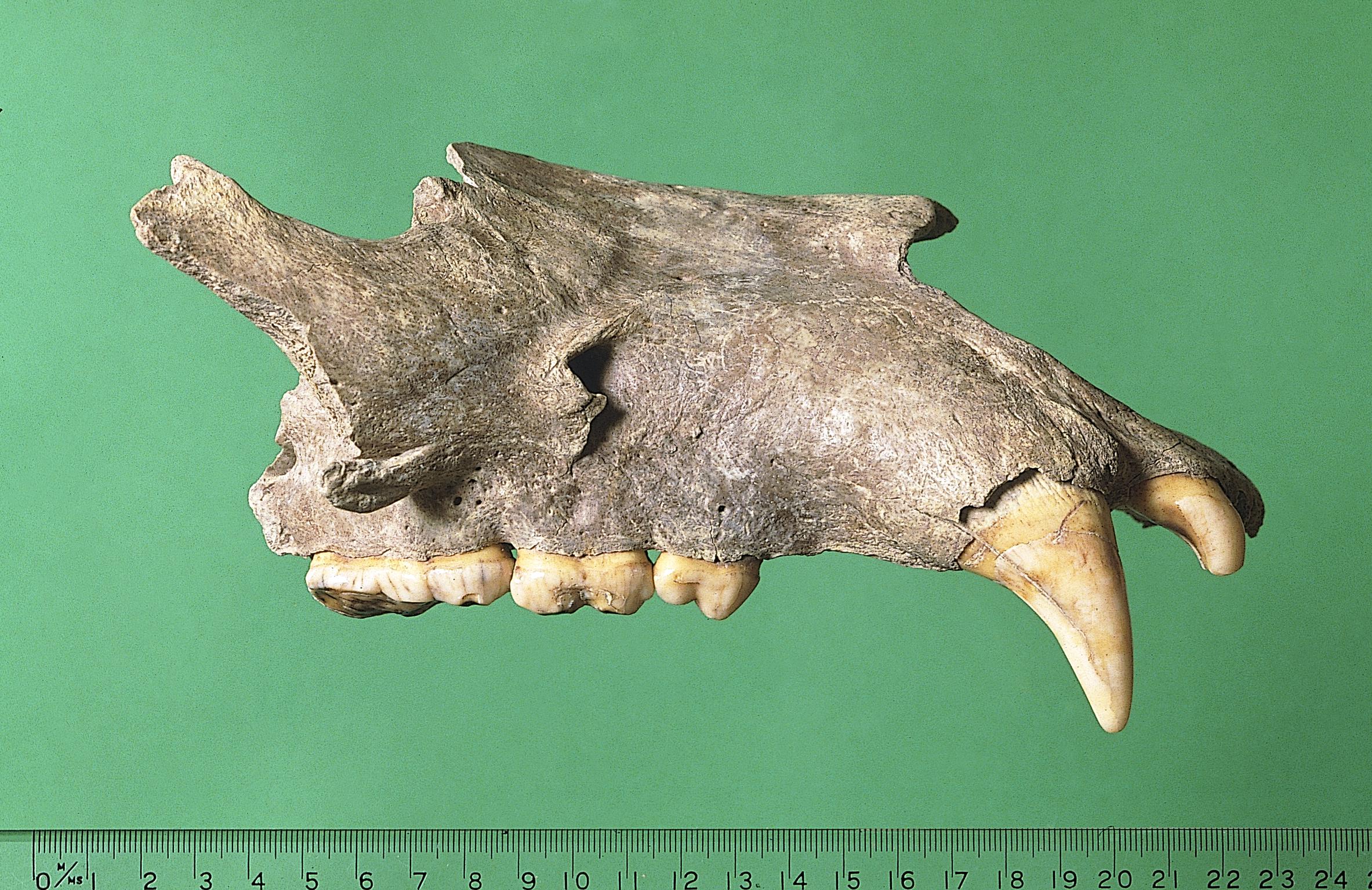 Pleistocene brown bear bone