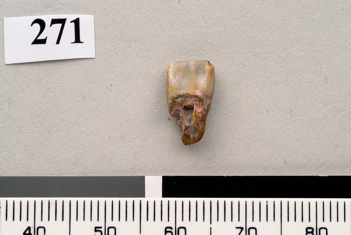 Neanderthal incisor . Pontnewydd Cave