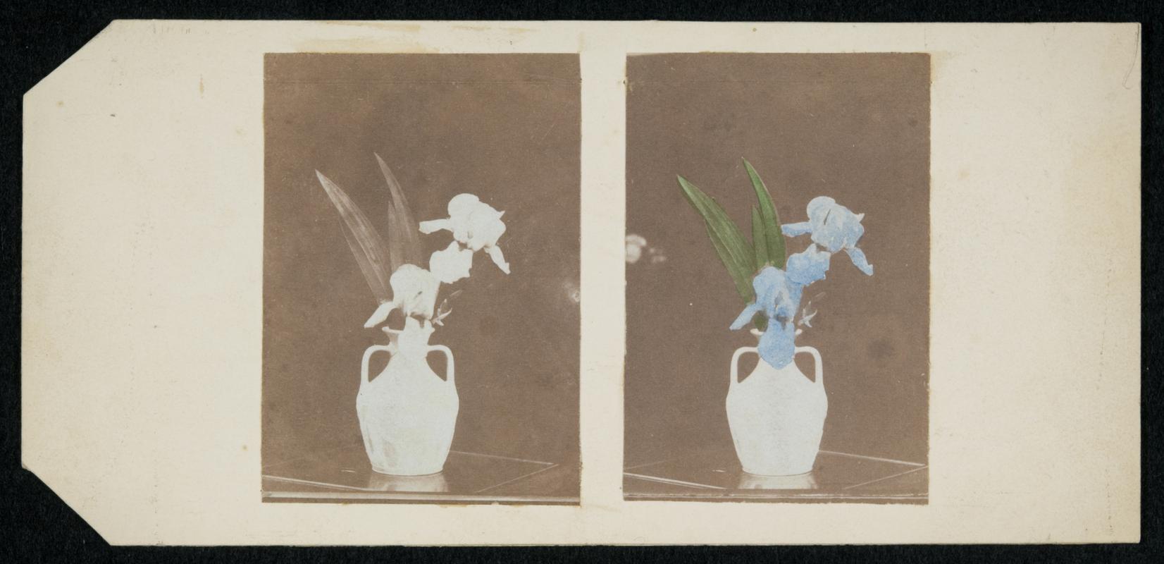 Vase of iris, photograph