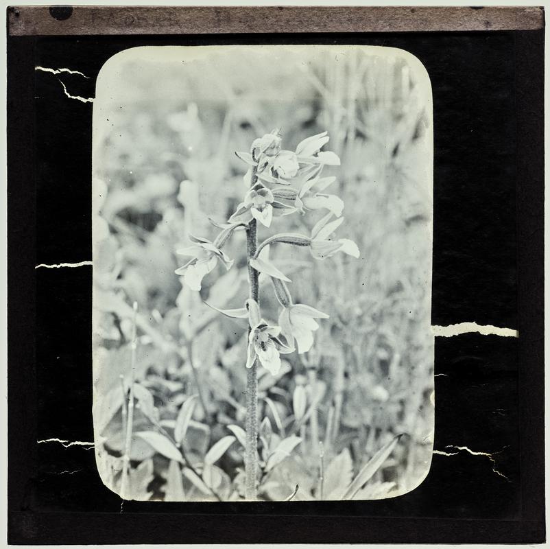 Marsh Helleborine, lantern slide