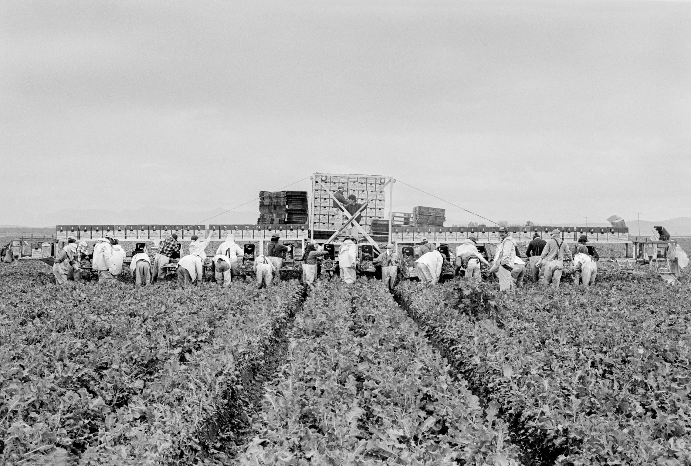 Fertile area between San Juan and Hollister where in a huge broccoli field is harvested by migrant Mexican workers. California, USA