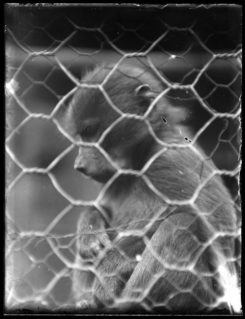Monkey, glass negative