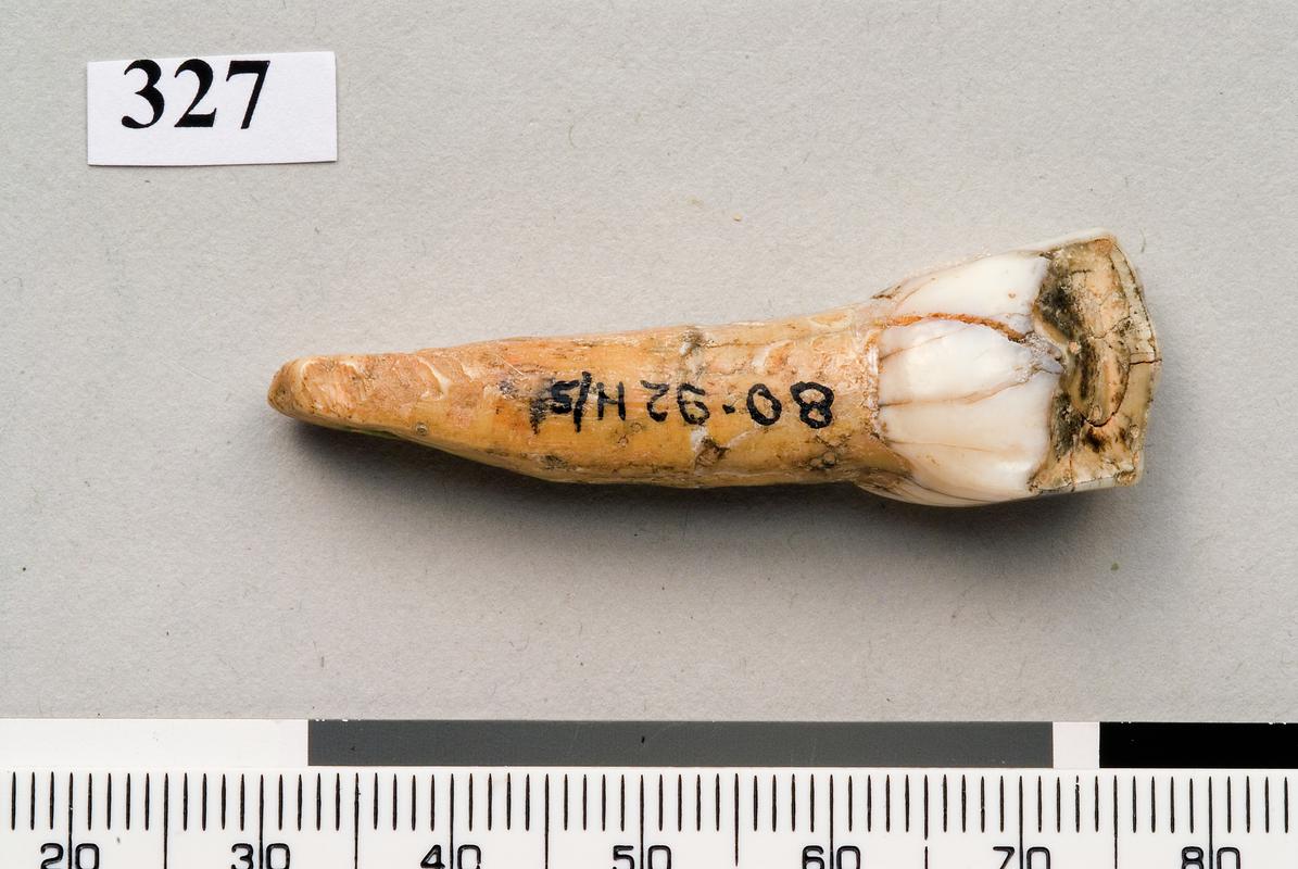 Upper Palaeolithic perforated tooth