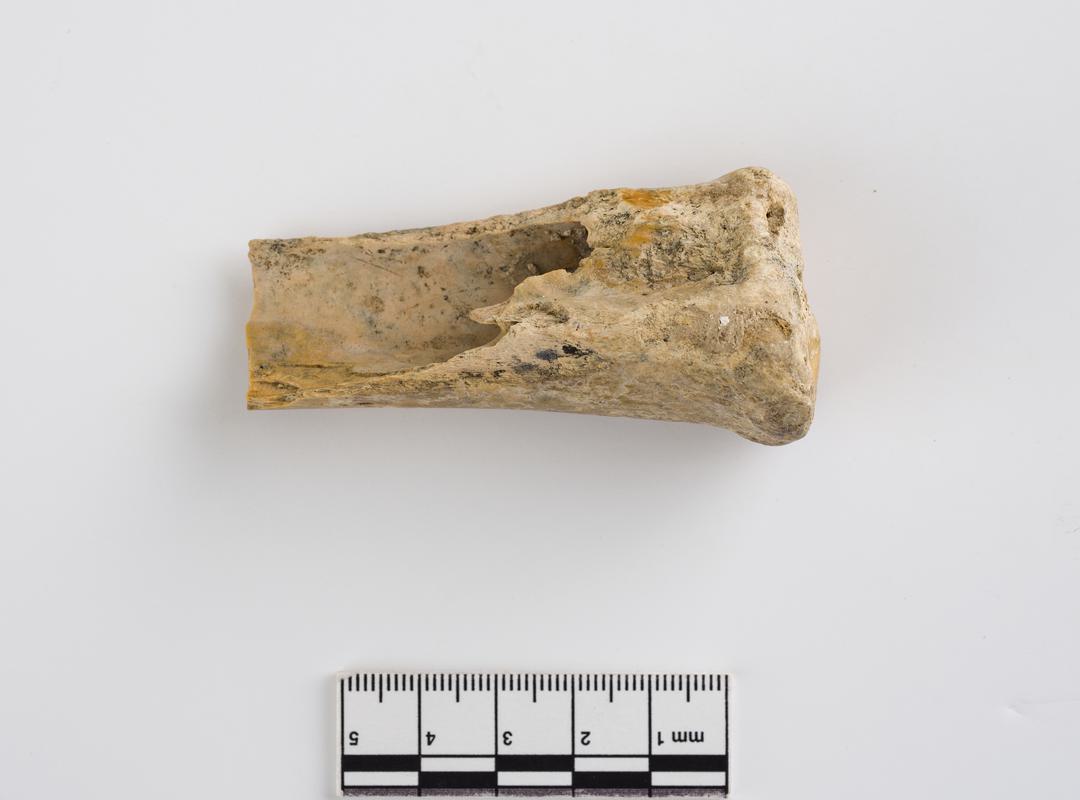 Pleistocene reindeer bone