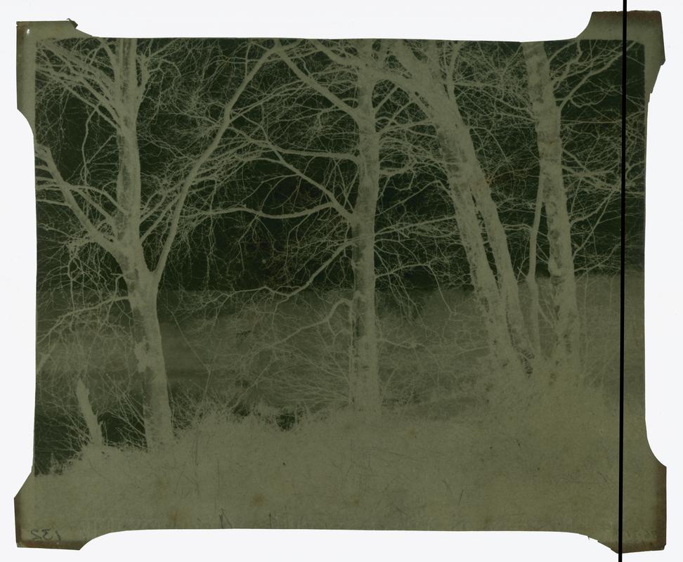 Trees, negative