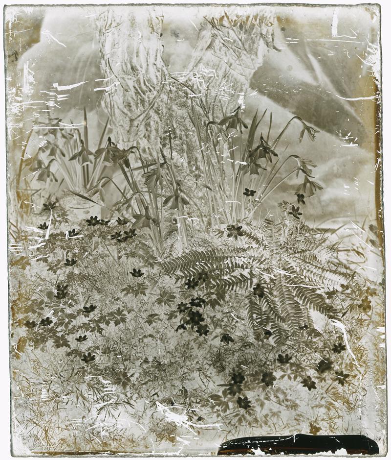 Ferns and daffodils, glass negative