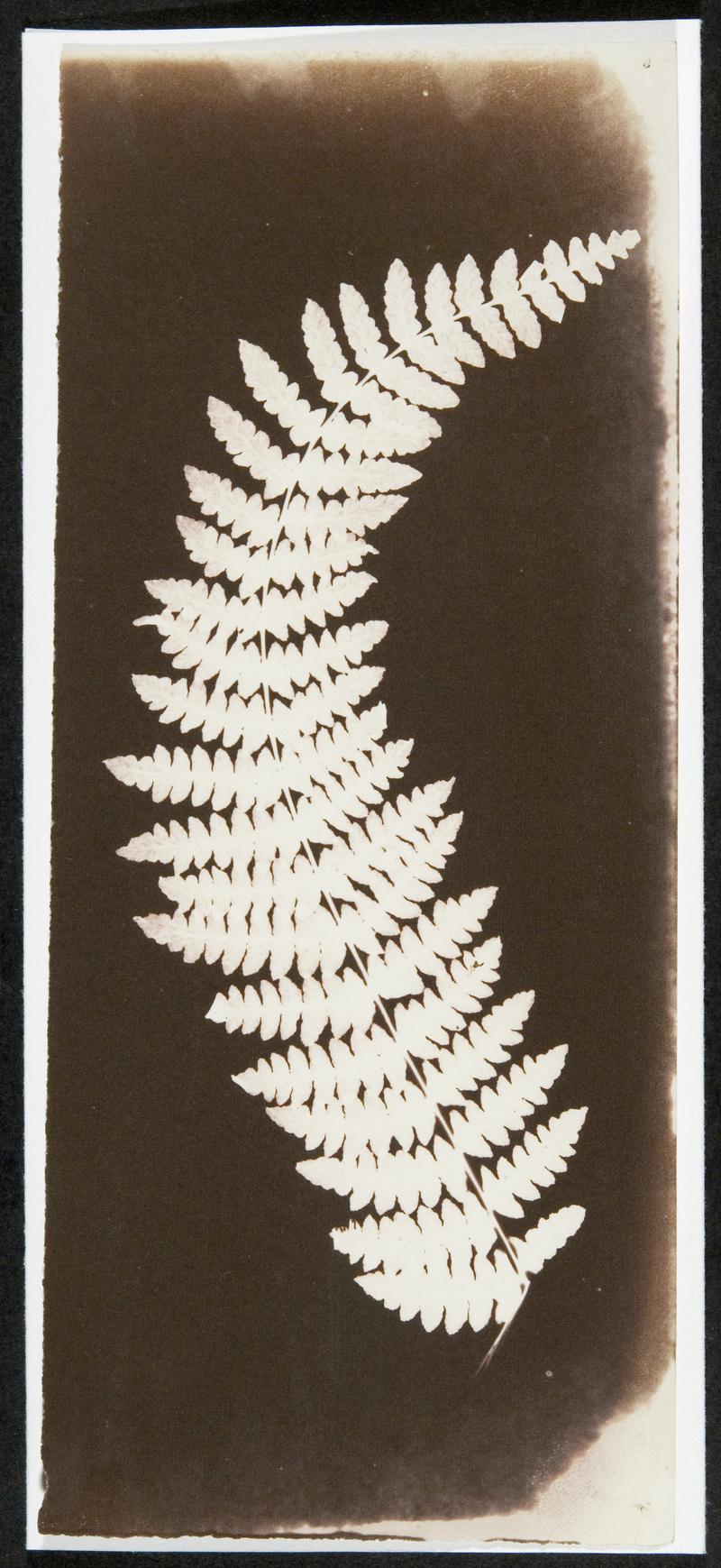 Photogenic drawing of fern leaves