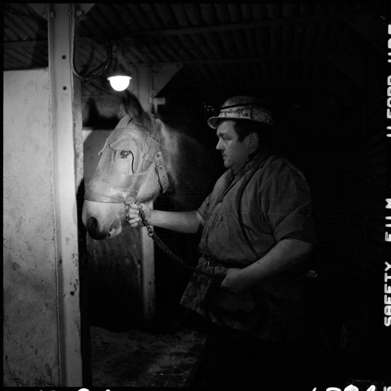 Black and white film negative showing a pit pony and ostler at the underground stables, Lady Windsor Colliery.  Appears to be identical to 2009.3/1352
