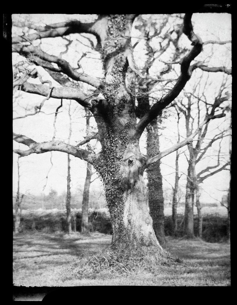 Penllergare, trees, negative