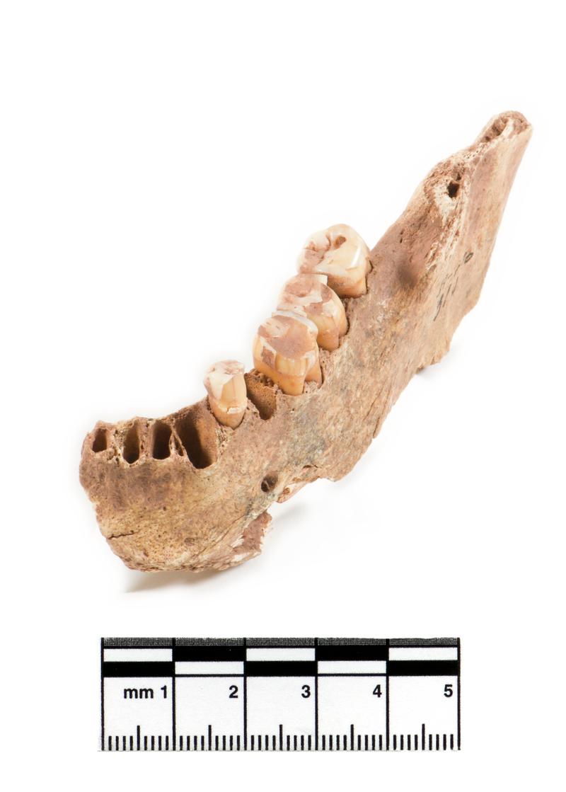 Neolithic human remains