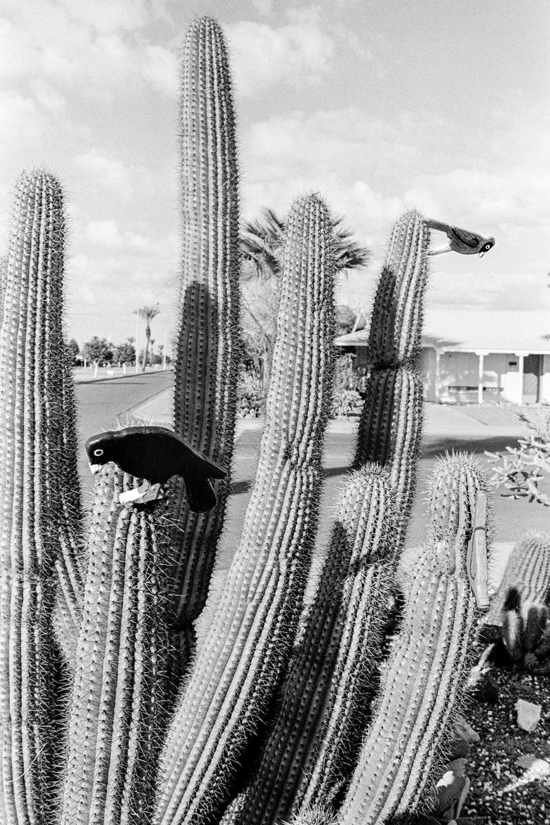 USA. ARIZONA. Sun Bowl. Desert garden. 1980.