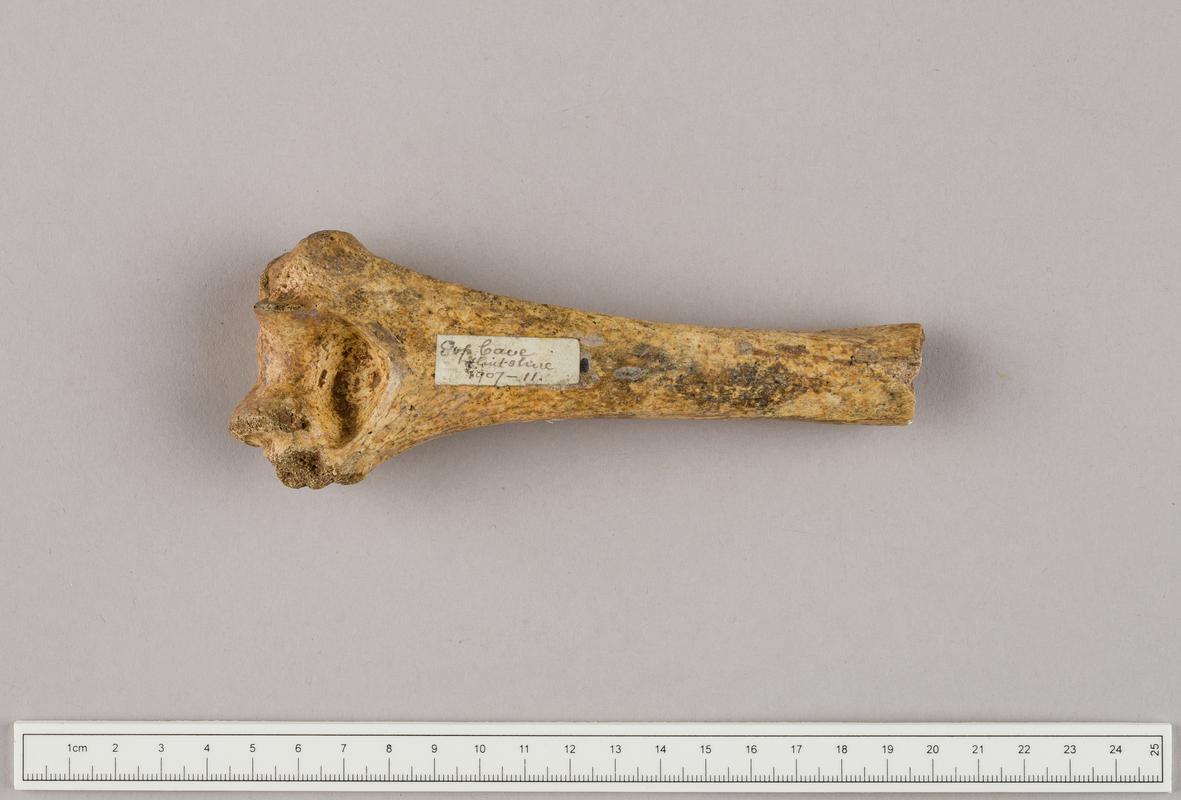 Prehistoric human bone