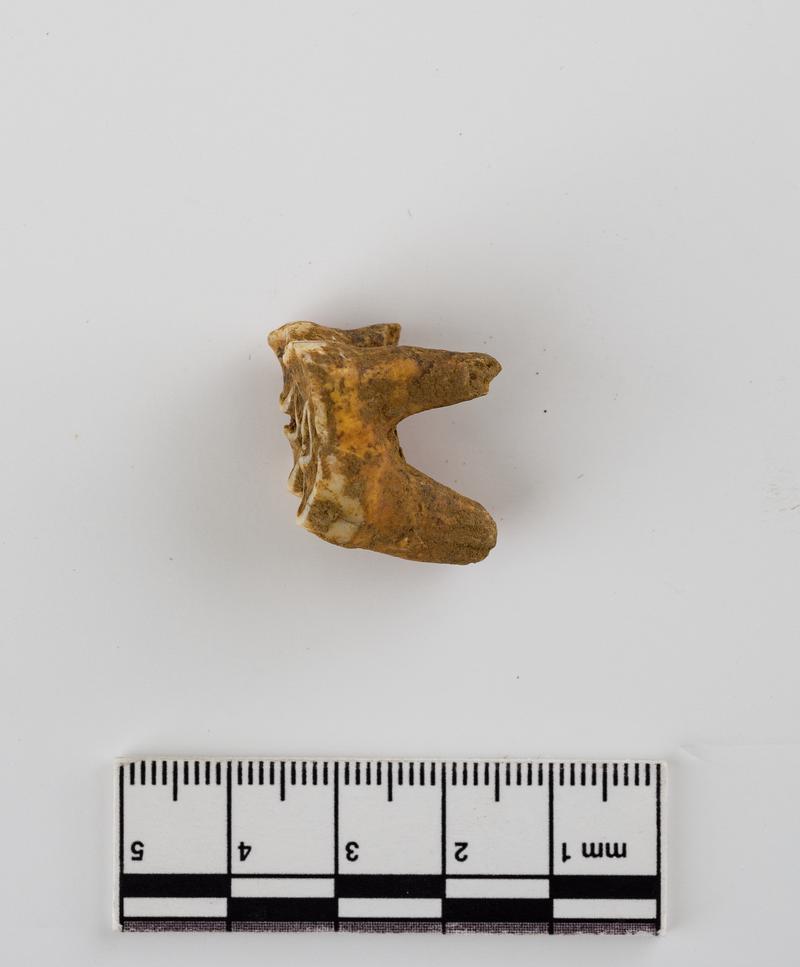 Pleistocene deer tooth