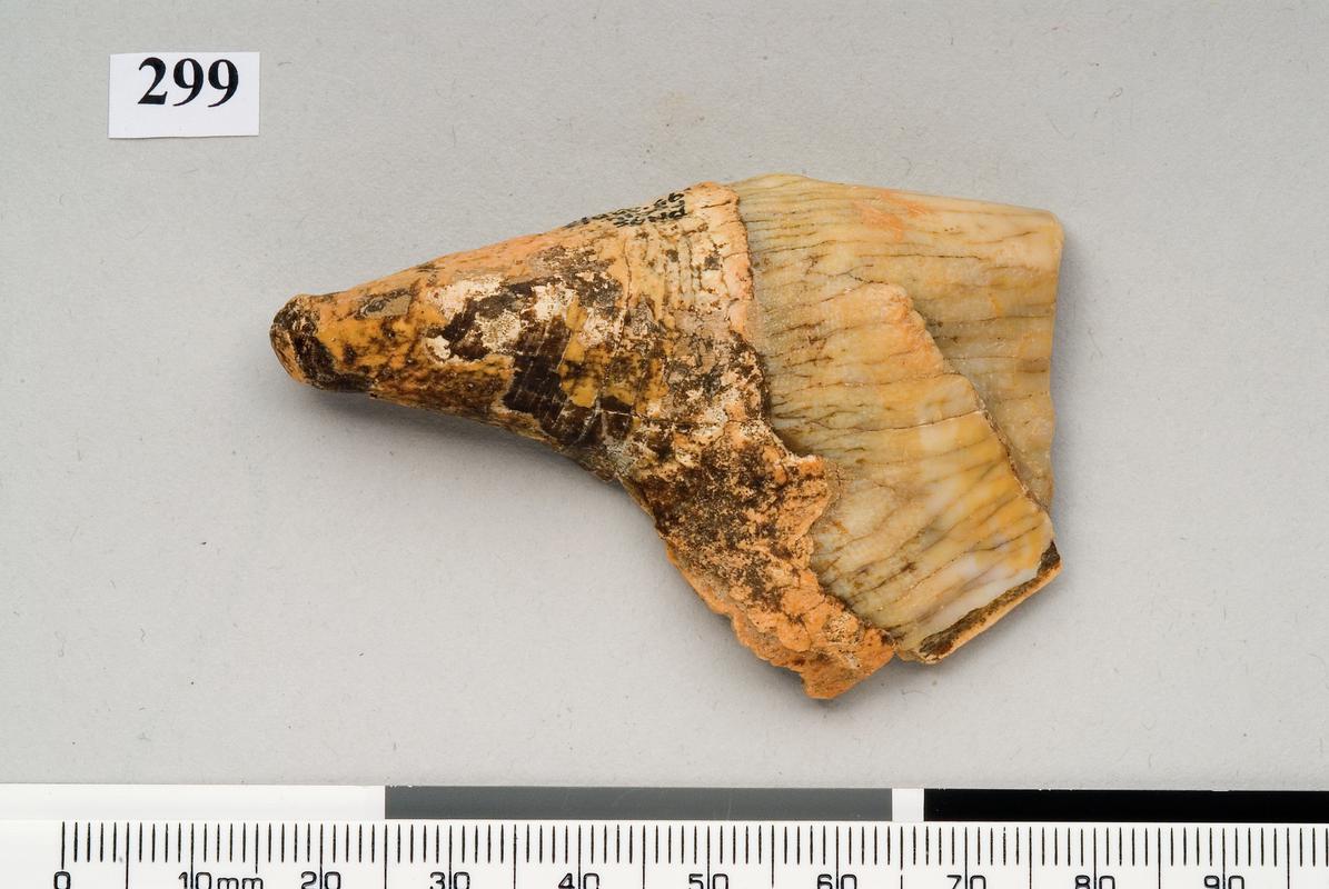 Pleistocene rhinoceros tooth . Pontnewydd Cave