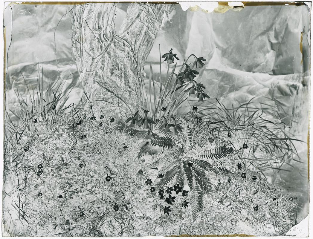 Ferns and daffodils, glass negative