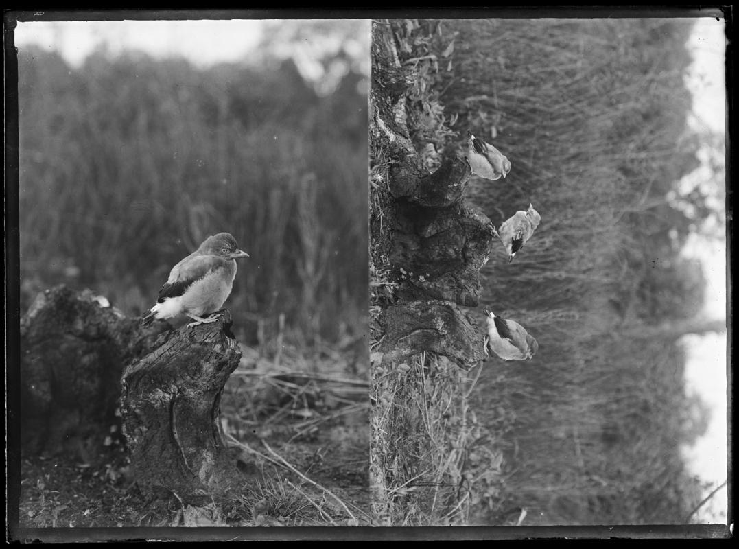 Young Jays, glass negative