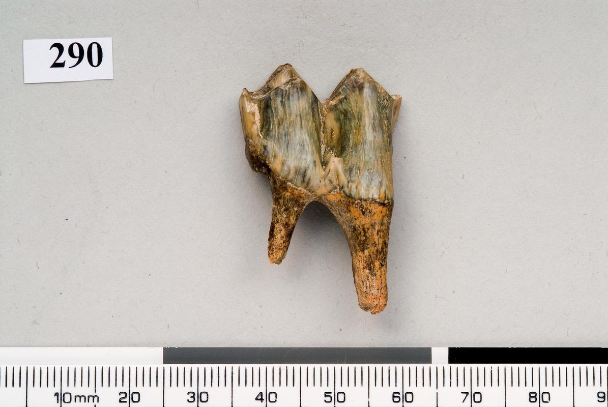 Pleistocene red deer tooth . Pontnewydd Cave