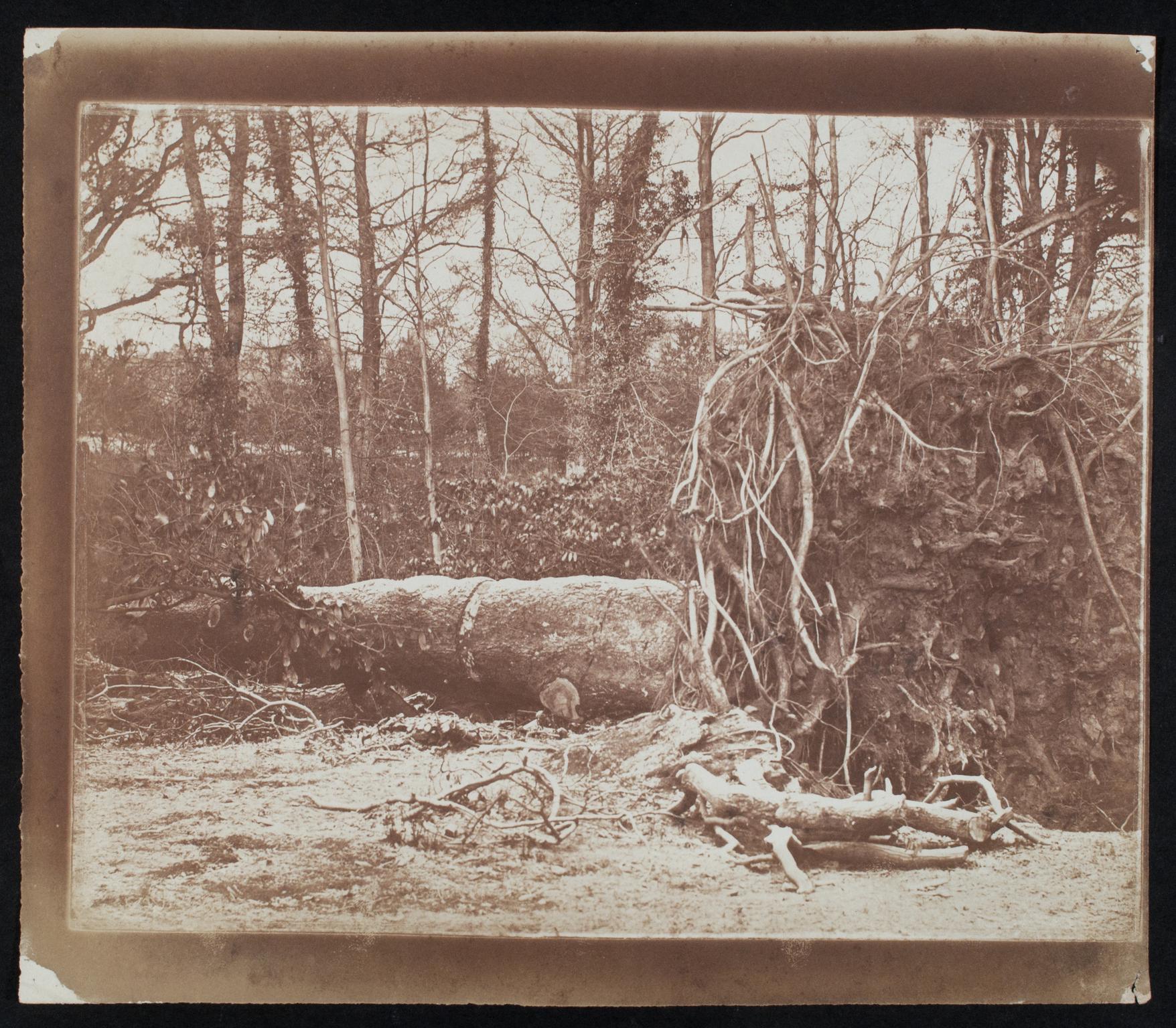 Fallen tree, photograph