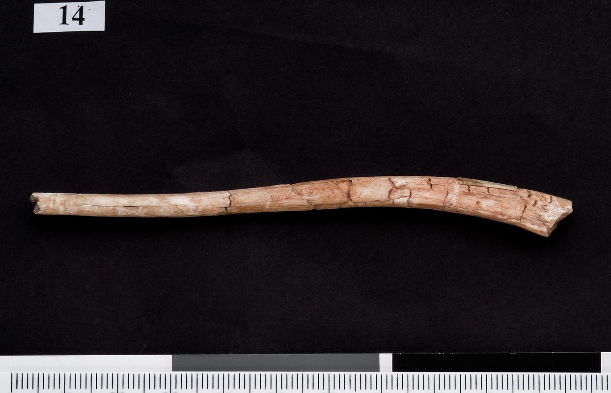 pin (antler)