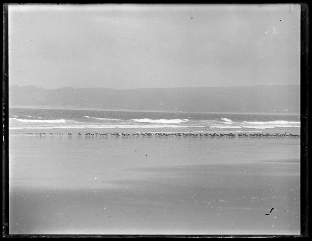 Oystercatchers, glass negative