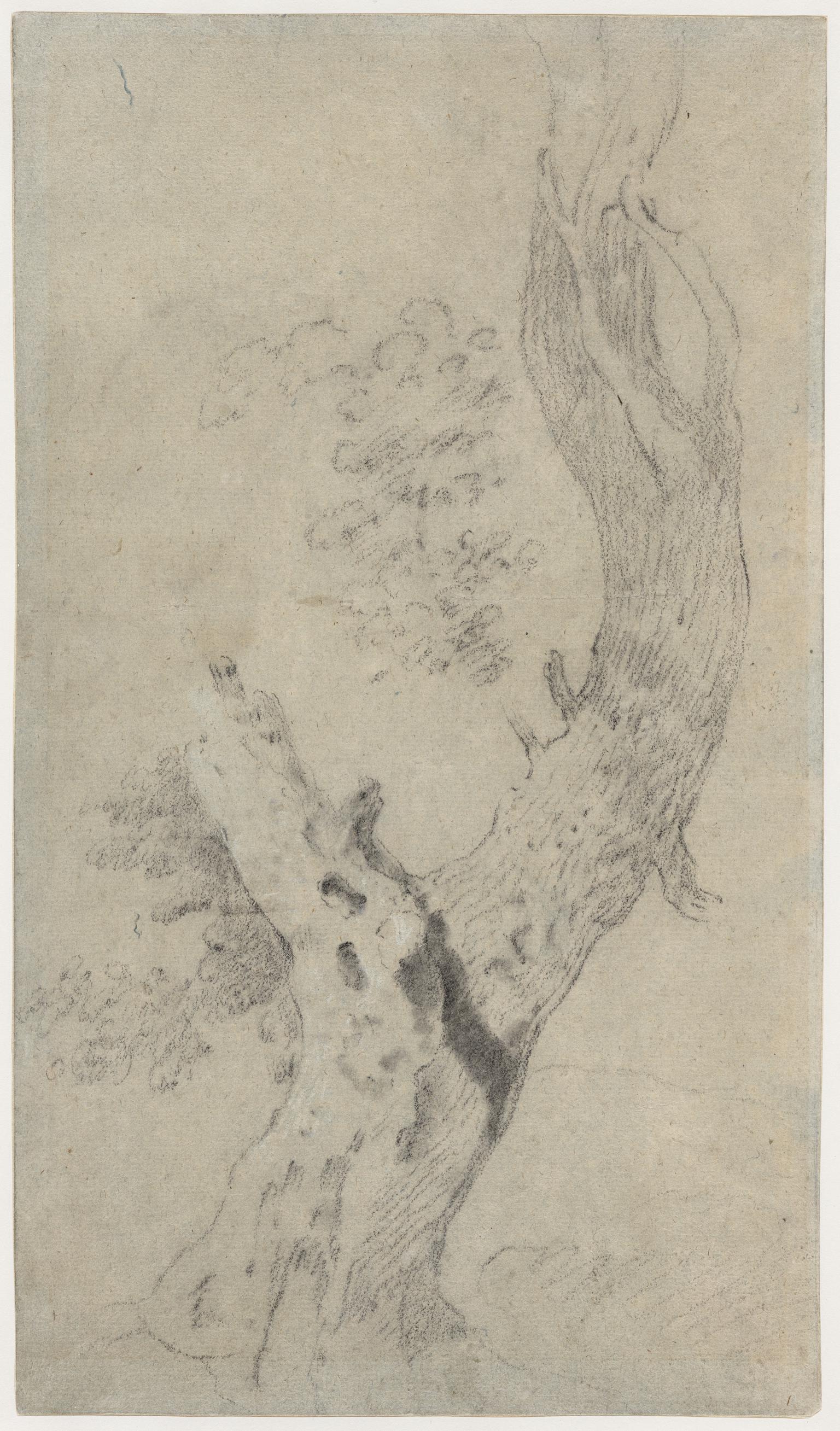 Study of a tree-trunk