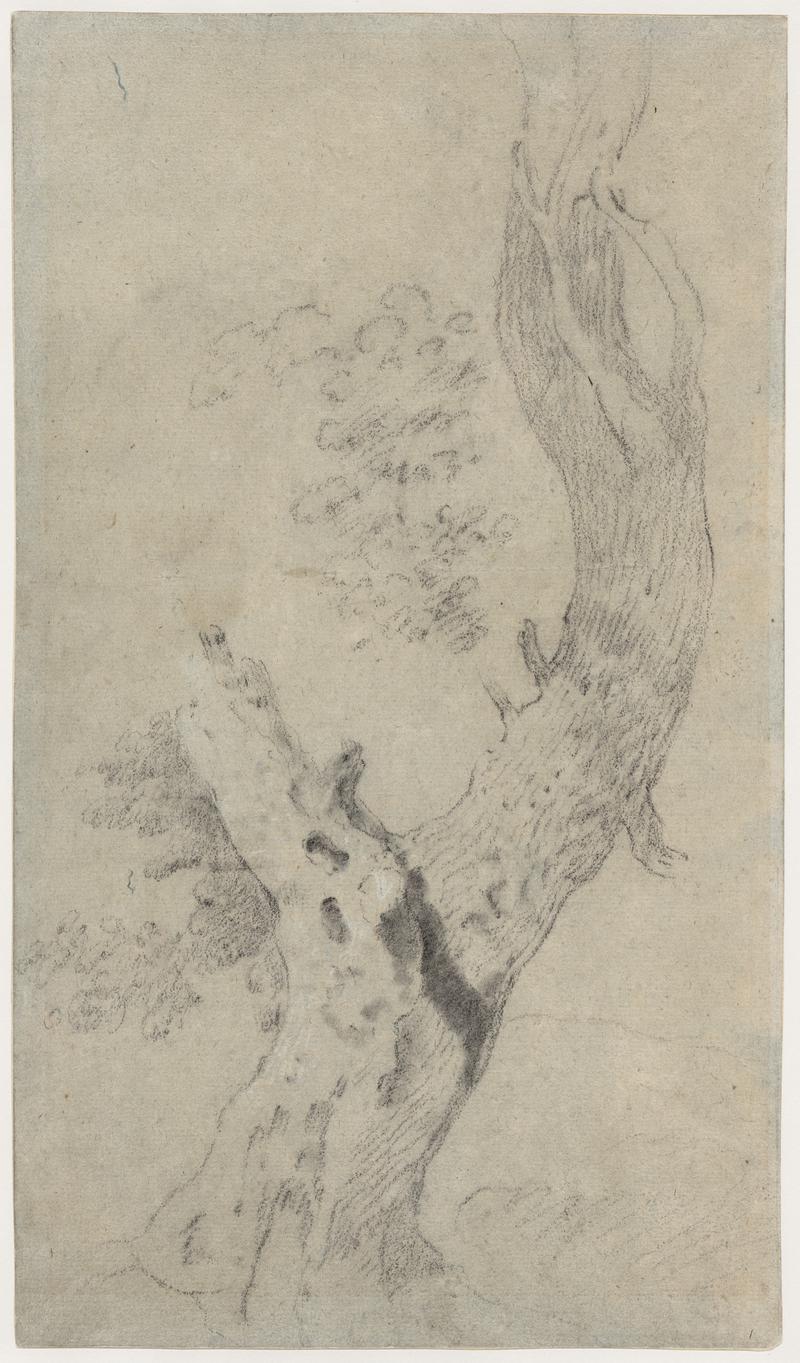 Study of Tree-trunk