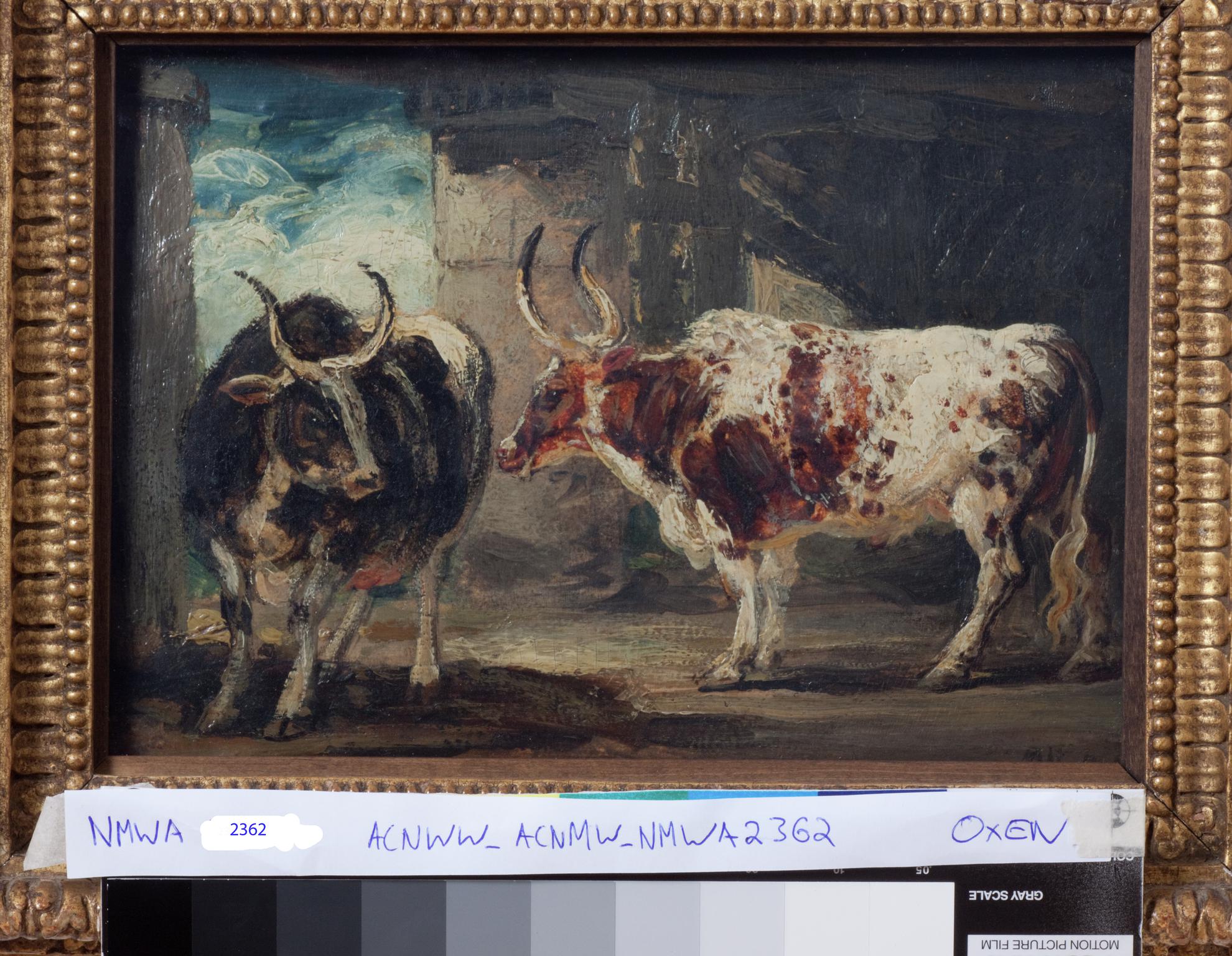 Two extraordinary oxen, the property of the Earl of Powis, in a barn