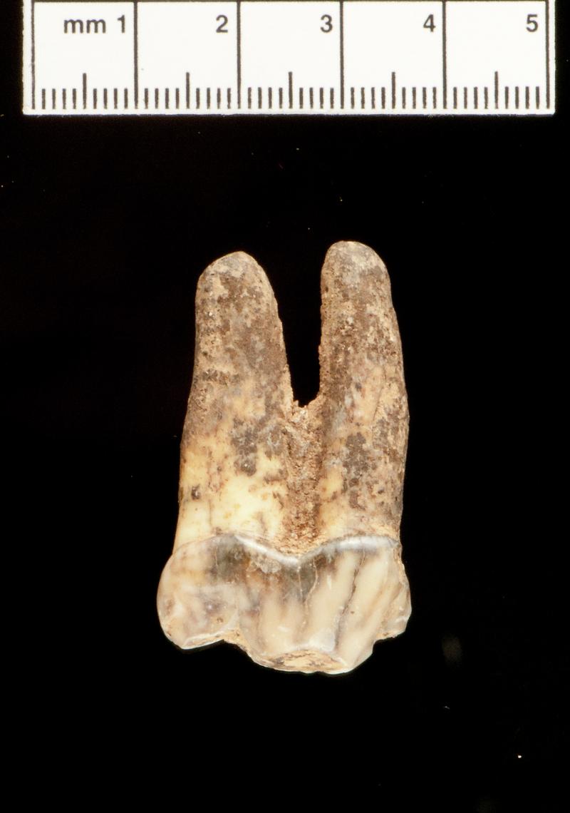 Hyaena premolar . Daylight Rock Fissure