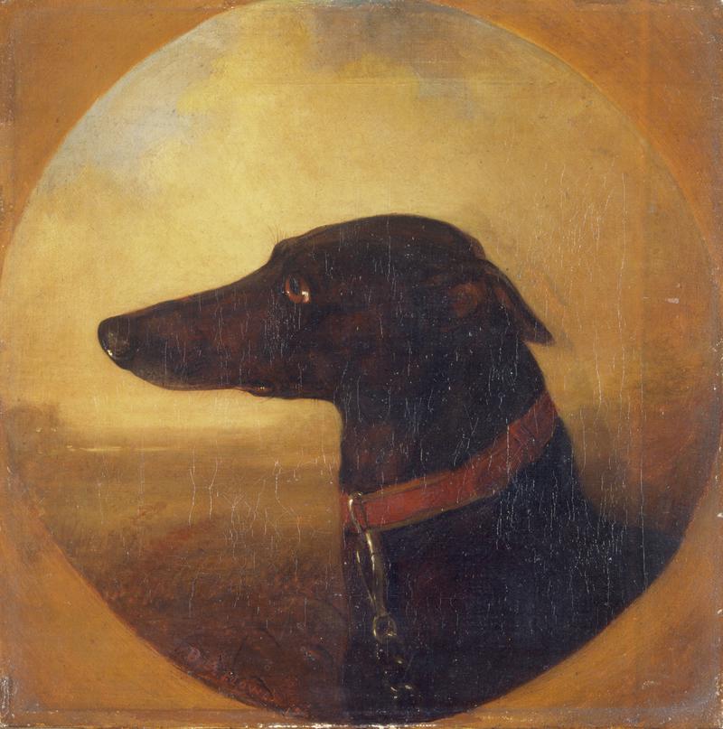 Bit o'Law, Portriat of a Greyhound