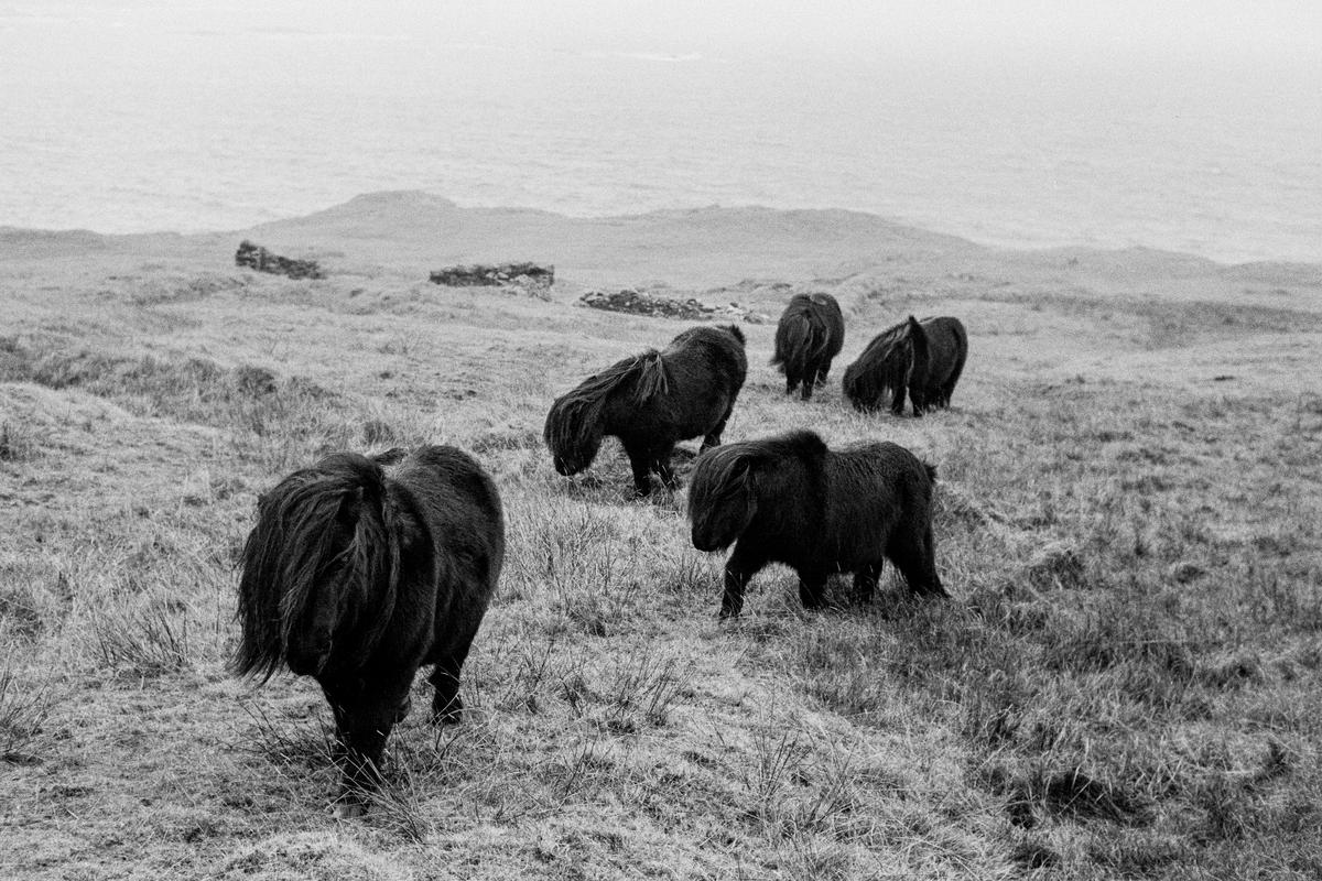 GB. SCOTLAND. Shetland Islands. The ultimate Scottish symbol, the wild Shetland Pony fighting the elements. 1967.