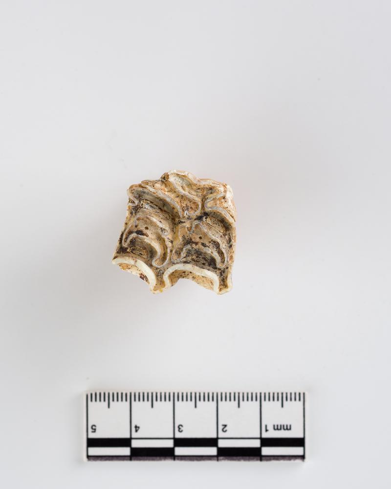 Pleistocene horse tooth