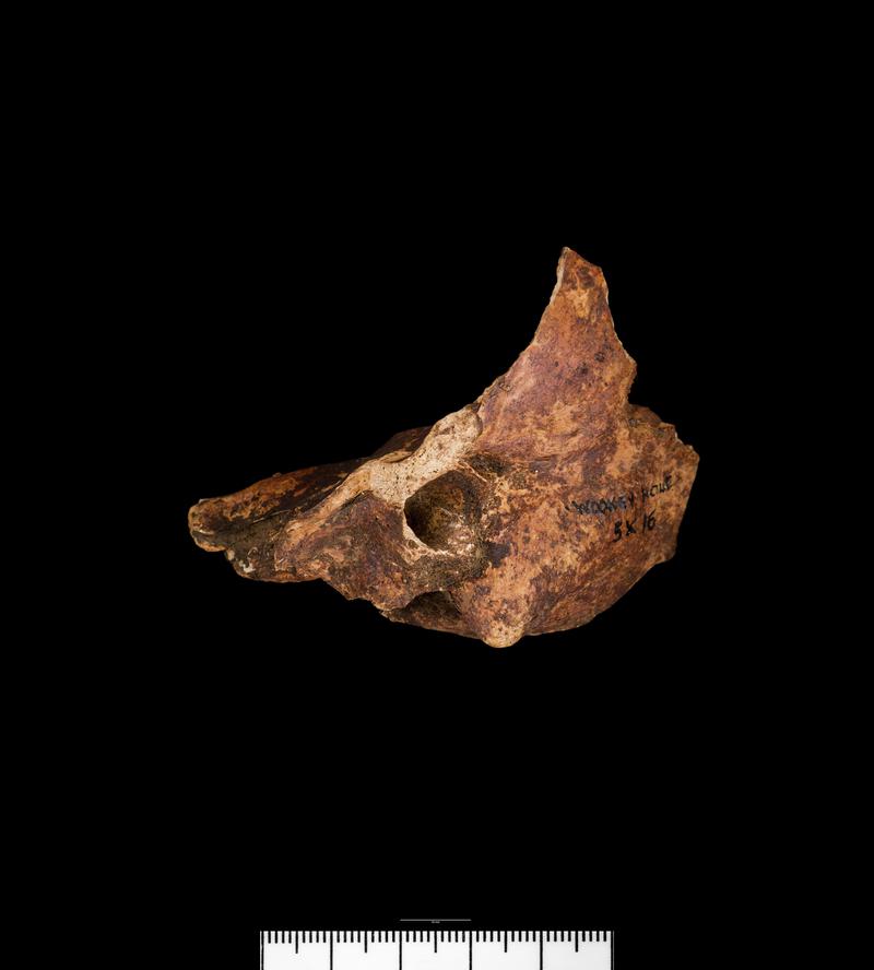 Prehistoric human bone