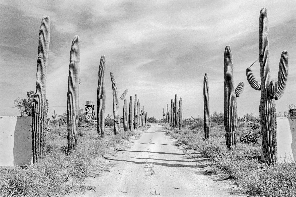 USA. ARIZONA. Florence. Cactus Forest Road. 1980.