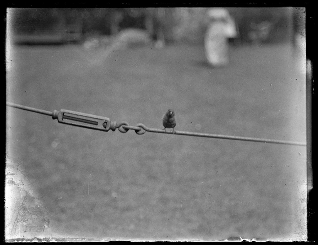 House Sparrow, glass negative