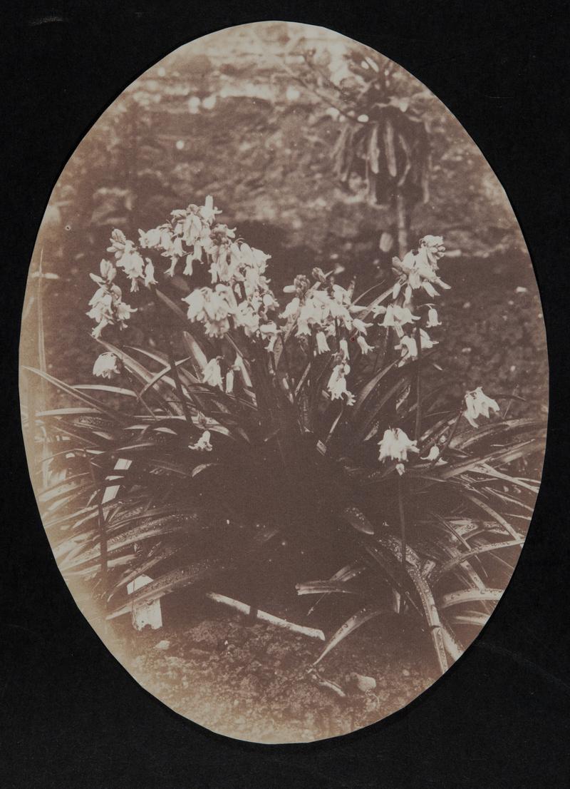 Bluebells, photograph