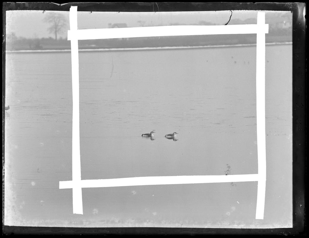 Great Northern Divers, glass negative