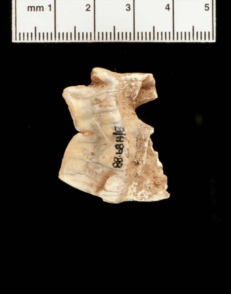 Pleistocene hyaena tooth