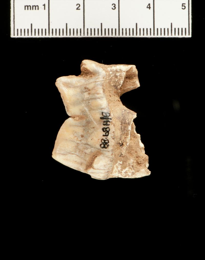 Hyaena molar . Daylight Rock Fissure