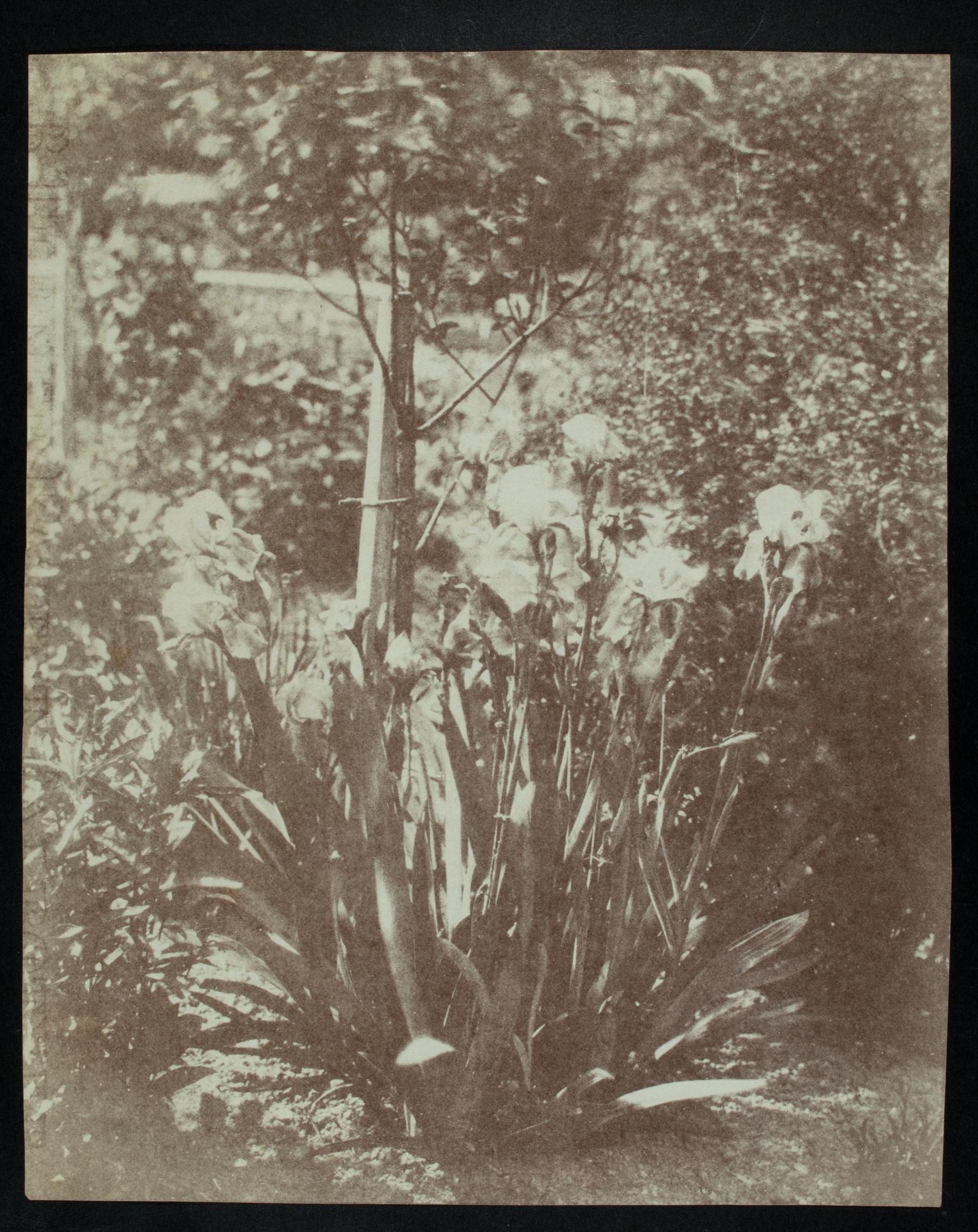 Irises, photograph