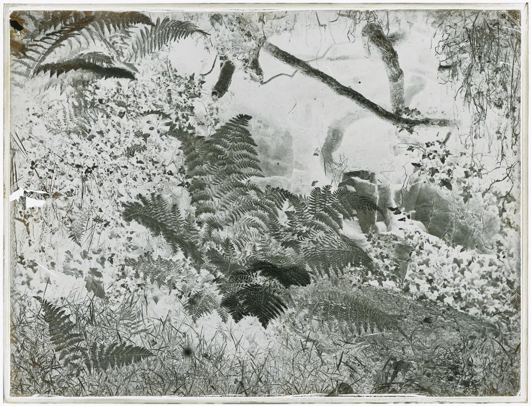 Ferns, negative