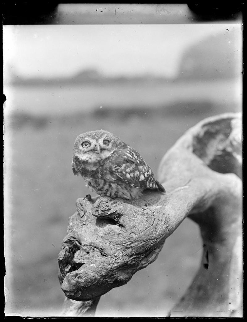 Little Owl, glass negative