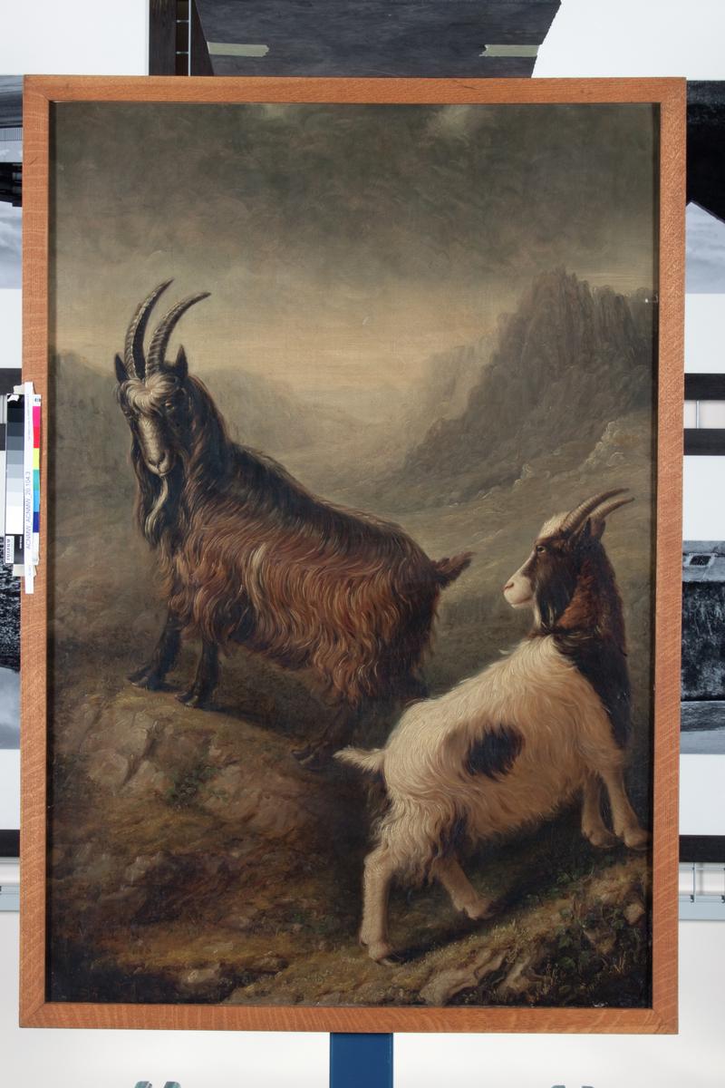 Two Welsh Goats