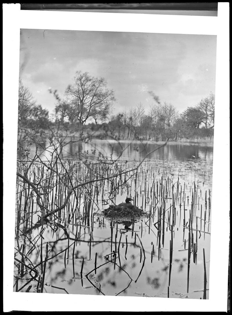 Little Grebe on nest, glass negative