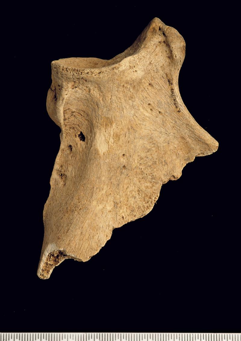 Early Medieval animal bone