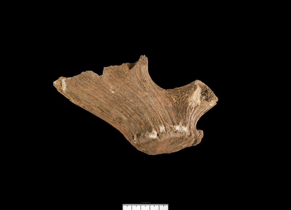 Bronze Age / Iron Age antler beam