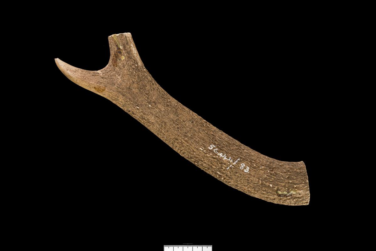 Iron Age / Roman antler tine